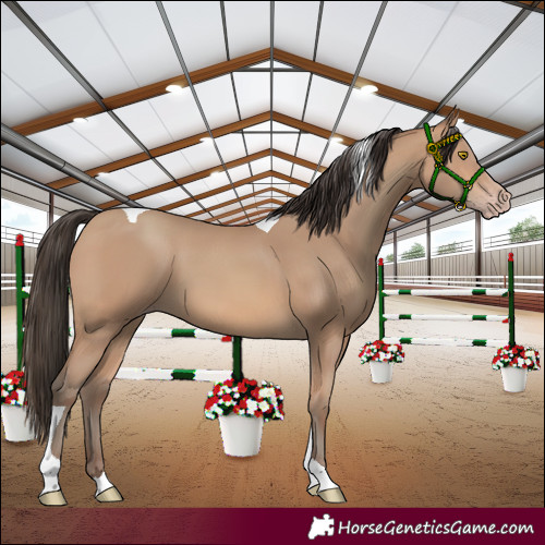 Horse Color:Amber Champagne Tobiano 