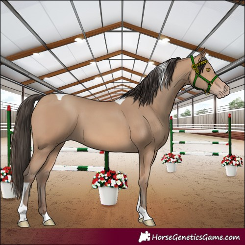 Horse Color:Amber Champagne Tobiano 
