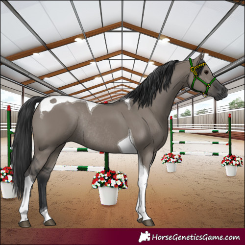 Horse Color:Grullo Tobiano Rabicano 