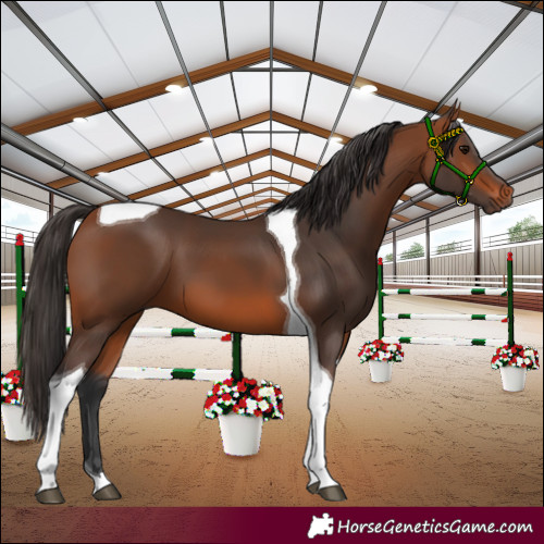 Horse Color:Bay Tobiano 