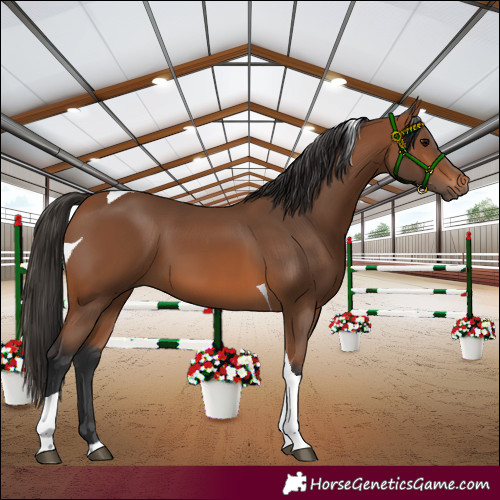Horse Color:Bay Tobiano 