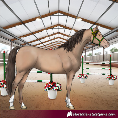 Horse Color:Amber Champagne Tobiano 