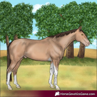 Horse Color:Amber Champagne Tobiano 