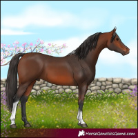 Horse Color:Bay Tobiano 
