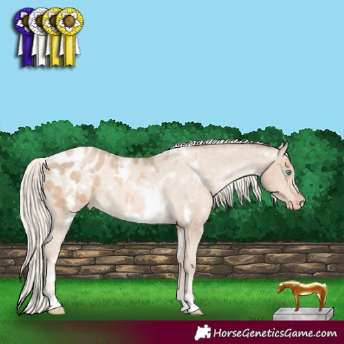 Horse Color:White Spotted Chocolate Palomino Pearl Appaloosa 