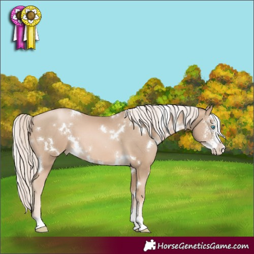 Horse Color:White Spotted Chocolate Palomino Pearl Sabino 