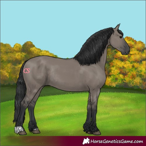 Horse Color:Grullo Rabicano 