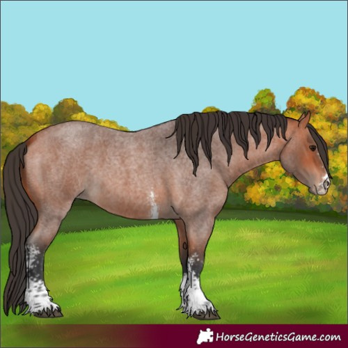 Horse Color:Bay Roan Sabino