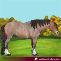 Horse Color:Bay Roan Sabino
