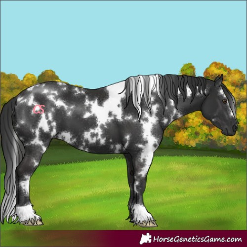 Horse Color:White Spotted Liver Chestnut 