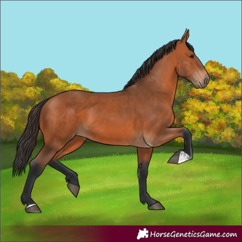 Horse Color:Bay 