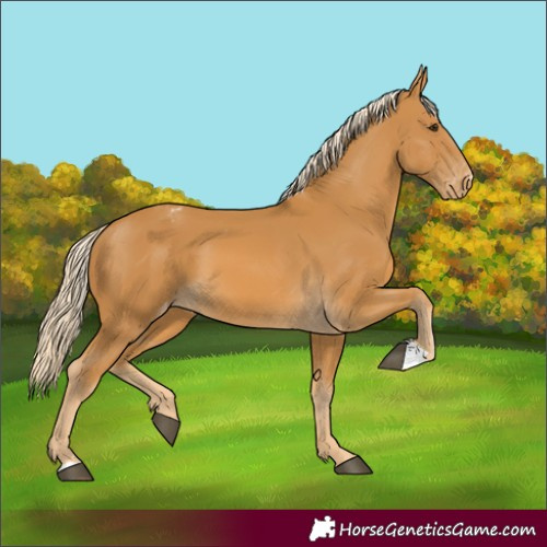 Horse Color:Palomino Appaloosa