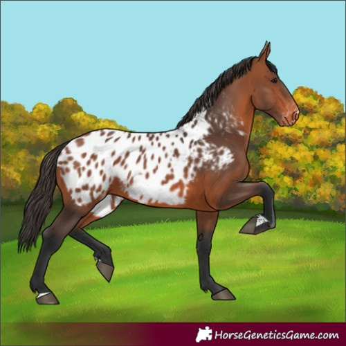 Horse Color:Bay Appaloosa 