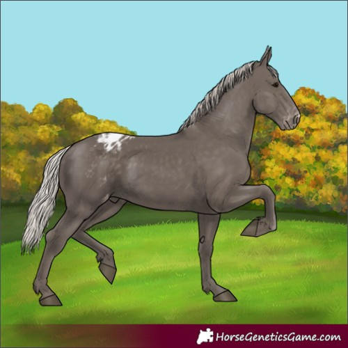 Horse Color:Silver Black Varnish
