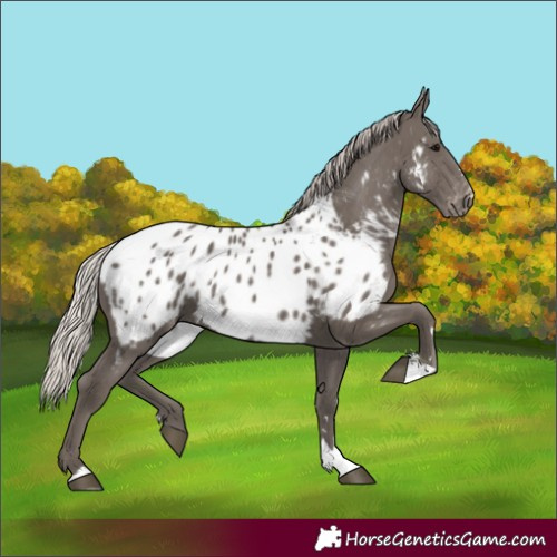 Horse Color:Silver Black Appaloosa 
