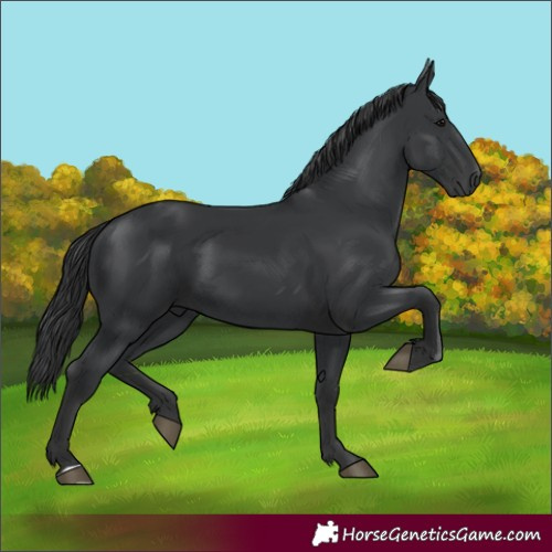 Horse Color:Black 