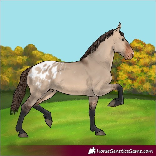Horse Color:Bay Dun Blanket 