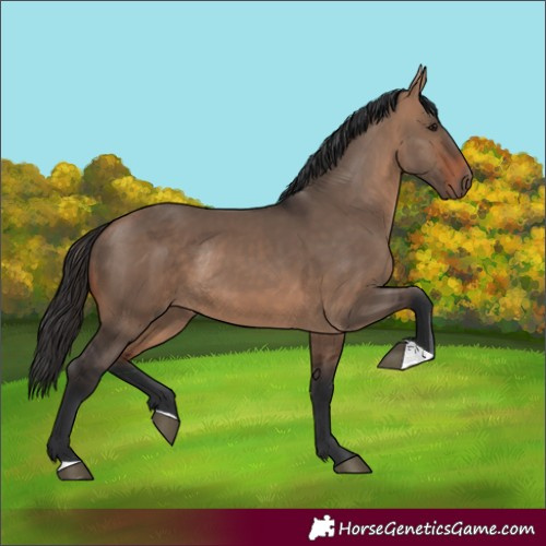 Horse Color:Bay Dun Rabicano 