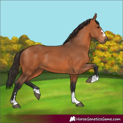 Horse Color:Bay 