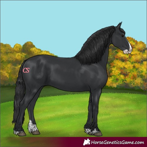 Horse Color:Black Splash
