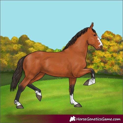 Horse Color:Bay 