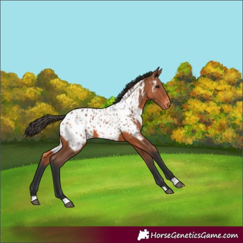 Horse Color:Bay Appaloosa 
