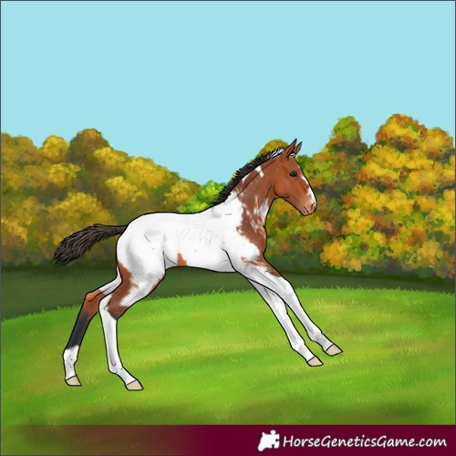 Horse Color:Bay Tobiano Appaloosa 