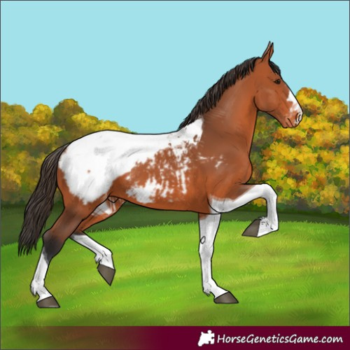 Horse Color:Bay Tobiano Snowcap 