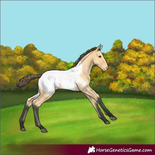 Horse Color:Buckskin Appaloosa 