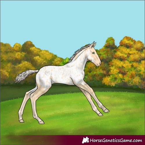 Horse Color:Gold Cream Champagne Appaloosa