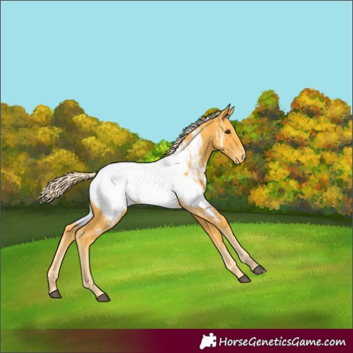 Horse Color:Palomino Appaloosa 