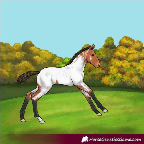 Horse Color:Bay Appaloosa 