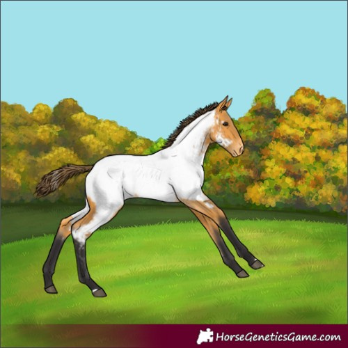 Horse Color:Buckskin Appaloosa