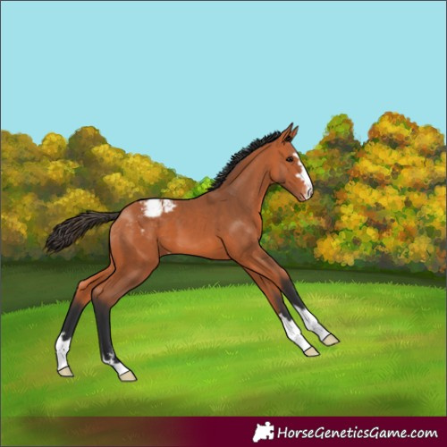 Horse Color:Bay Varnish 