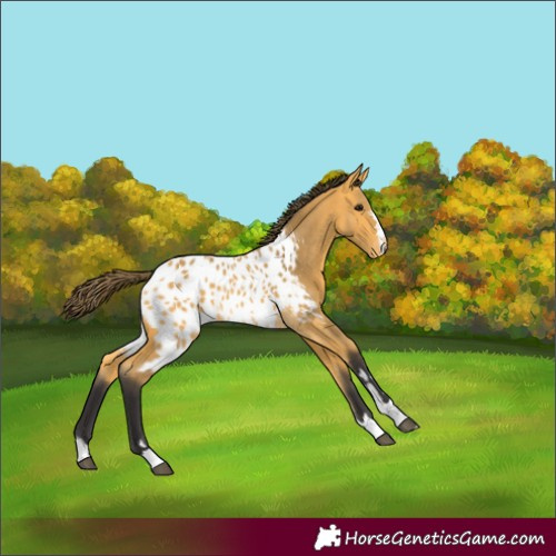 Horse Color:Buckskin Appaloosa 