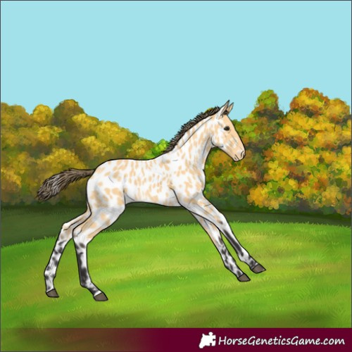 Horse Color:Buckskin Appaloosa 