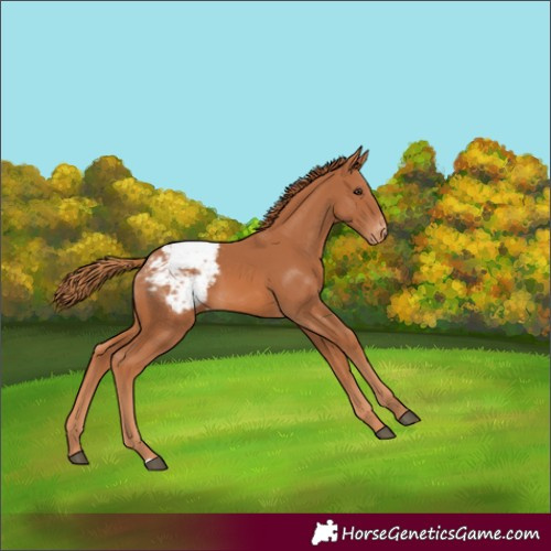 Horse Color:Chestnut Appaloosa 