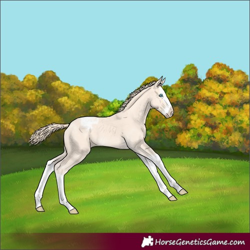 Horse Color:Perlino Splash Appaloosa 