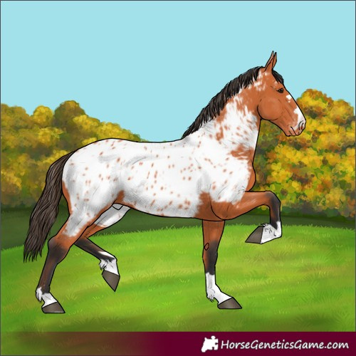 Horse Color:Bay Near Leopard