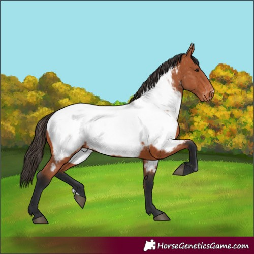 Horse Color:Bay Near Fewspot 
