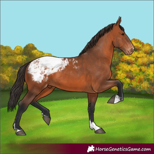 Horse Color:Bay Snowcap 