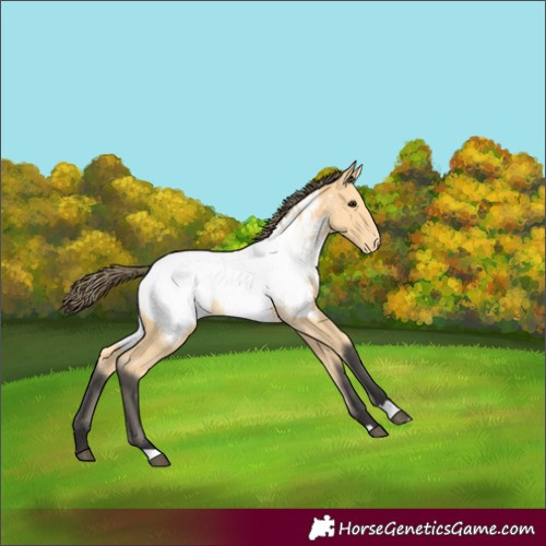 Horse Color:Buckskin Appaloosa 