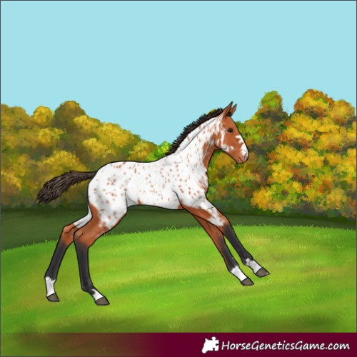 Horse Color:Bay Appaloosa 