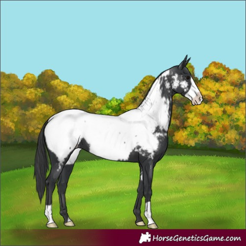 Horse Color:Black Frame Snowcap 
