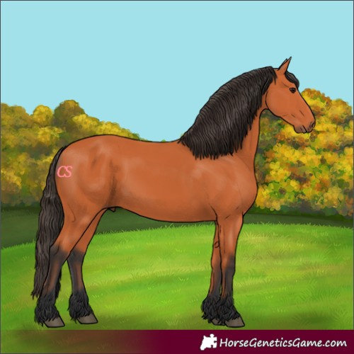 Horse Color:Bay 