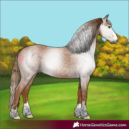 Horse Color:Gray Chestnut 