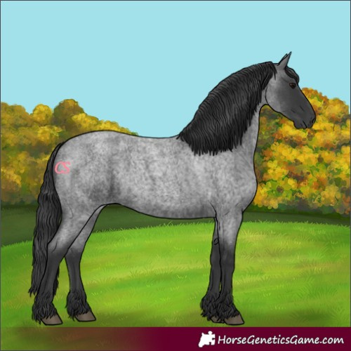 Horse Color:Blue Roan 