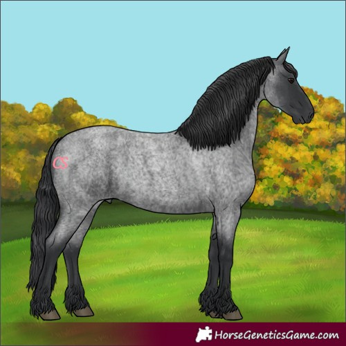 Horse Color:Blue Roan 