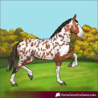 Horse Color:Bay Splash Near Leopard 