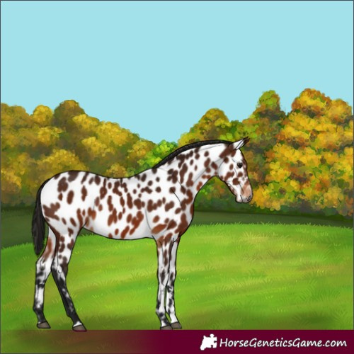 Horse Color:Gray Bay Appaloosa
